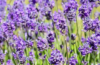 Allenta le tensioni con EIE LAVANDA