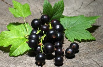 Sfiamma con EIE RIBES NIGRUM!